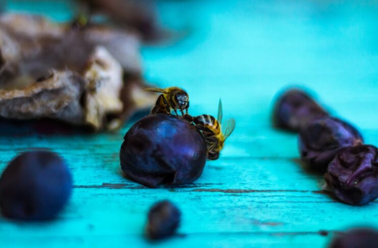 How Fermented Foods Can Transform Your Diet for Longevity