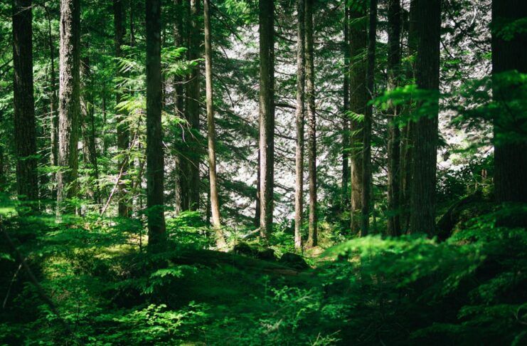 Boost Your Well-being: The Surprising Benefits of Forest Bathing